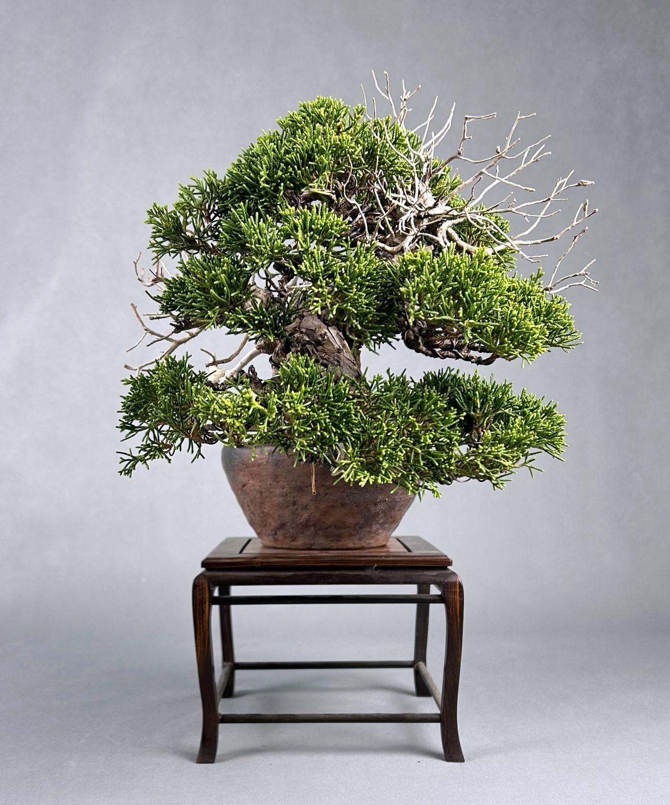 JUNIPERO CHINENSIS ITOIGAWA - Image 2